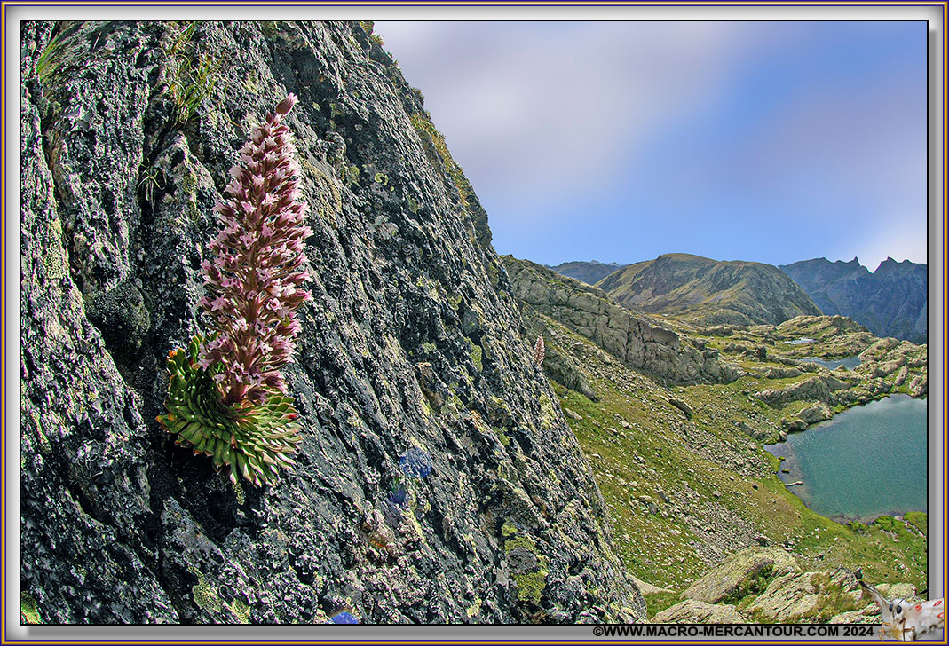 Saxifrage florulenta Moretti